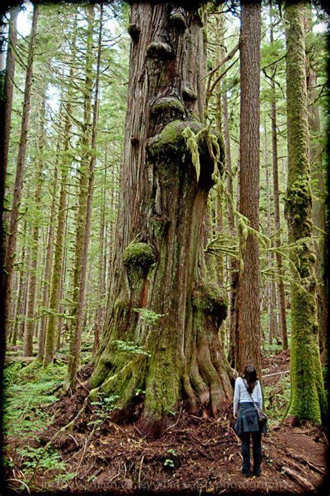 Admiring One Of The Spectacular Old Growth Trees In Avatar Grove Near