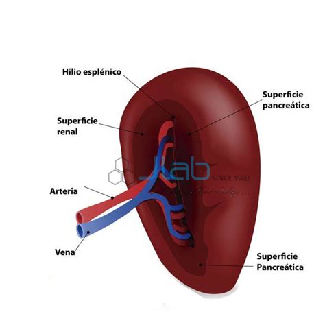 It is the largest organ in the body's lymphatic system, which is responsible for promoting immune function, filtering the blood, and managing blood volume. Human Spleen JAab