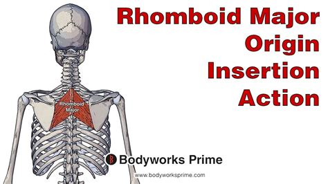 Rhomboid Major Anatomy Origin Insertion And Action Youtube