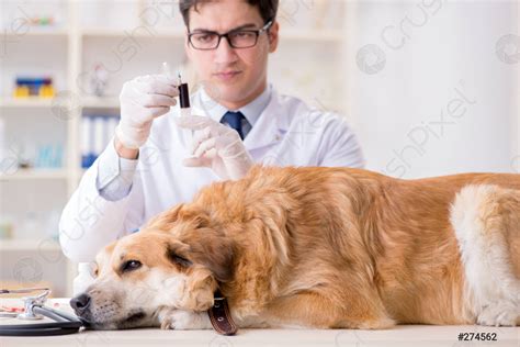 Doctor Examining Golden Retriever Dog In Vet Clinic Stock Photo