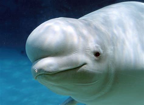 Whales Arrive At Iceland Beluga Whale Sanctuary