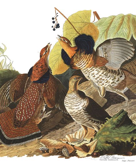 Ruffed Grouse | John James Audubon's Birds of America