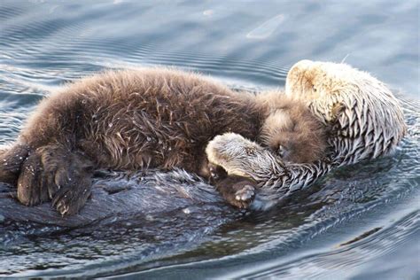 Wildlife And Sea Life That Live Off Californias Coast