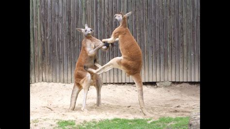 Kangaroos Fighting Kangaroo Battles Youtube