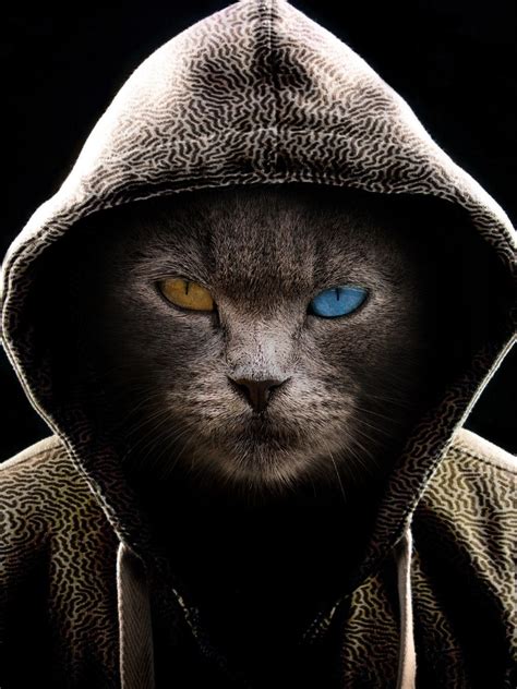 Create Meme Images For Animal Wallpapers Cat Hood Cool Cat Avatar