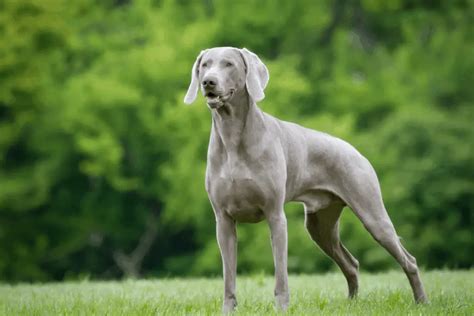 Blue Eyed Hunting Dog Breed The Grey Ghost Hunting Pup