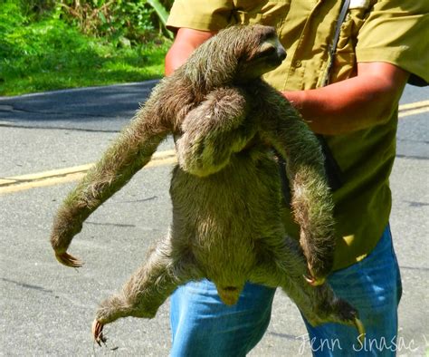 Experience Nature Sloth Rescue