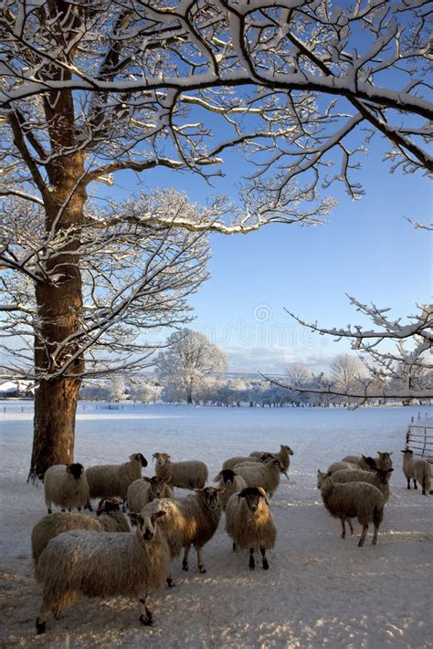 Winter Snow Yorkshire England Stock Photo Image Of