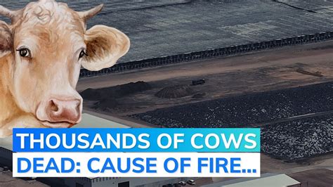 Usa 18000 Cows Dead In Blast Fire At Dairy Farm In Texas Youtube