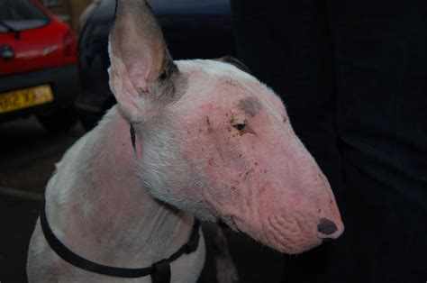 Do White Bull Terriers Have Skin Problems