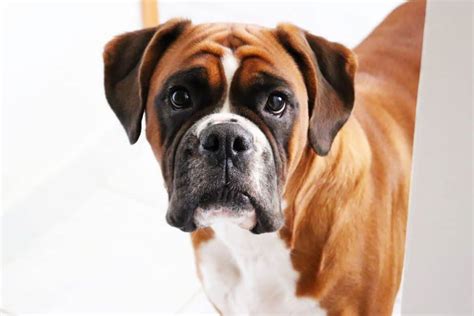 The Boxer Breed Faq All The Most Common Questions