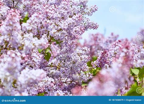 Bright Lilac Flowers On A Beautiful Summer Sunny Day Large Beauty