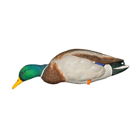 Avian X Axp Full Body Fusion Mallard Duck Decoys 6 Pack With Free Axp 6