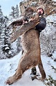 Ex-Bronco Derek Wolfe kills huge mountain lion in Colorado with a bow ...