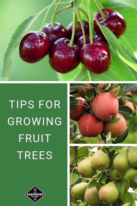 Grow Your Own Fruit In Your Backyard Learn How To Grow Fruit Trees