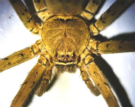 Large Brown Spider In North Central Florida Heteropoda Venatoria