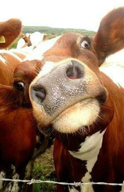Funny Cows Photo Bomb Luvbat