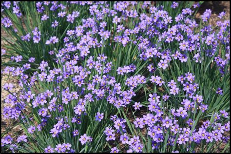 lucerne blue eyed grass hinsdale nurseries