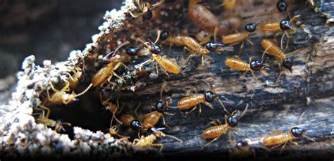 Pest Advice For Controlling Termites