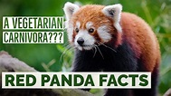 Top 10 Interesting Facts about Red Panda : Red Panda Facts for Kids ...
