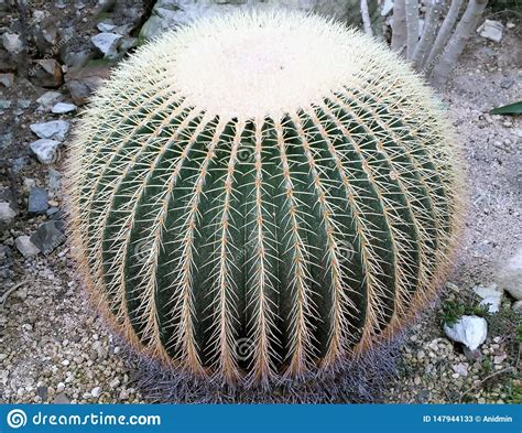 A Big Round Cactus On The Stony Ground Echinocactus Grusonii Gold