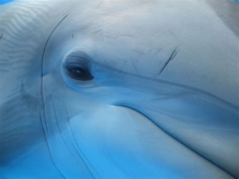 Pin By Uyttendaele On Eyes Occhi Dolphins Animals Eyes Ocean