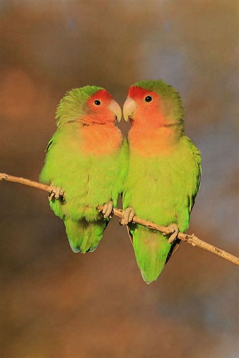 Rosy Faced Lovebird Lovebirds Rosy Faced Lovebird Pet Birds