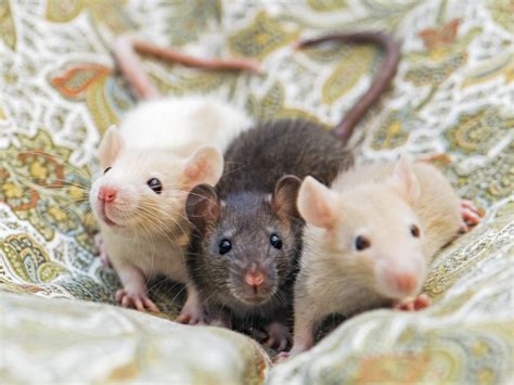 Three Rats On The Bed The Three Young Rats Of My Gf Posin Flickr