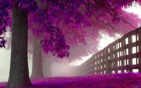 HD Purple Trees In Autumn Wallpaper | Download Free - 56076
