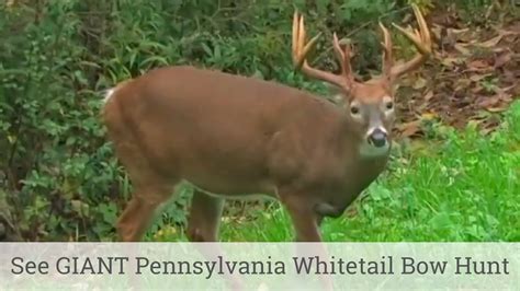 See Giant Pennsylvania Whitetail Bow Hunt Youtube