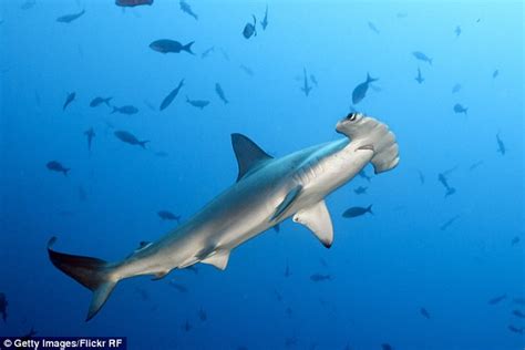 Florida Fisherman Removes 34 Baby Sharks From The Body Of Dead