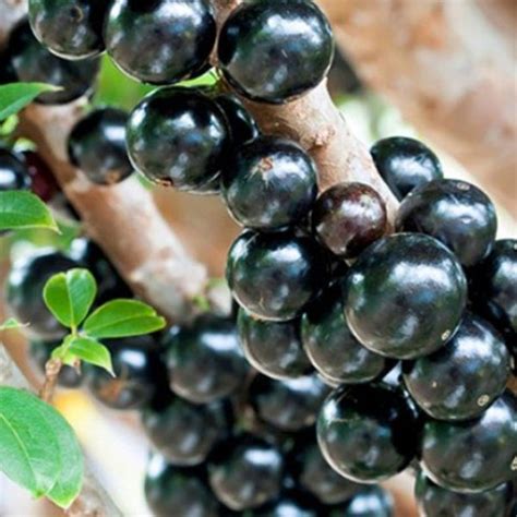 Jual Pohon Anggur Brazil Sabara Berbuah | Agro Bibit ID