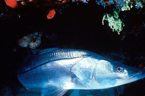 Centropomus Undecimalis Discover Fishes