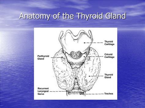 Ppt Physiology Of Thyroid Gland Powerpoint Presentation Free B1e