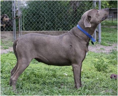 Blue Lacy Dog Facts Pictures Puppies Breeders Price Temperament