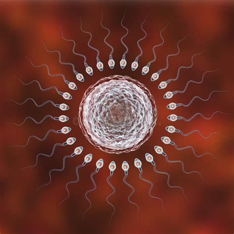 Fertilización De La Célula De óvulo Humano Por El Espermatozoide Stock De Ilustración