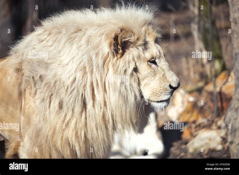 Beautiful Rare White Lion In Wild Life King Of Animals Stock Photo Alamy