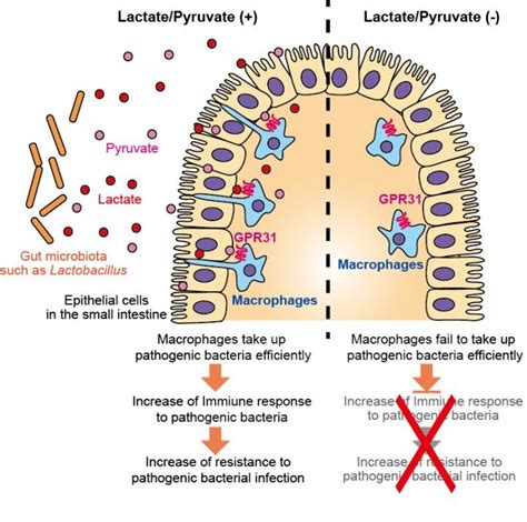 Intestinal Immune Response Regulated By Gut Bacterial Metabolites
