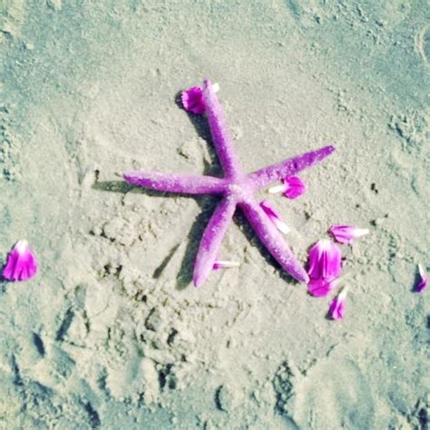 Purple Starfish Photograph By Kim May Fine Art America