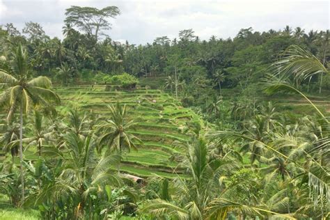 Ubud Highlights Spirit Kultur Und Reisterrassen Im Herzen Von Bali