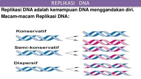 Proses dan Tahapan Replikasi DNA - Ilmu Pertanian