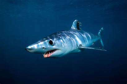 Shark Mako Shortfin Sharks Wallpapers Desktop Oxyrinchus