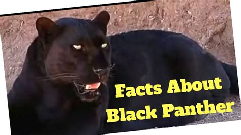 Facts About Black Panther Youtube