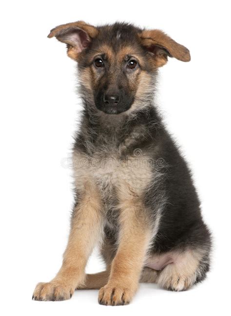 Infatti, la displasia nel pastore tedesco è una delle malattie più comuni di questa razza. Cucciolo Del Pastore Tedesco, 4 Mesi, Sedentesi Immagine ...