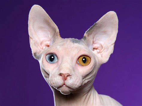 Sphynx Hairless Cat Breed Information And 30 Photos Fallinpets