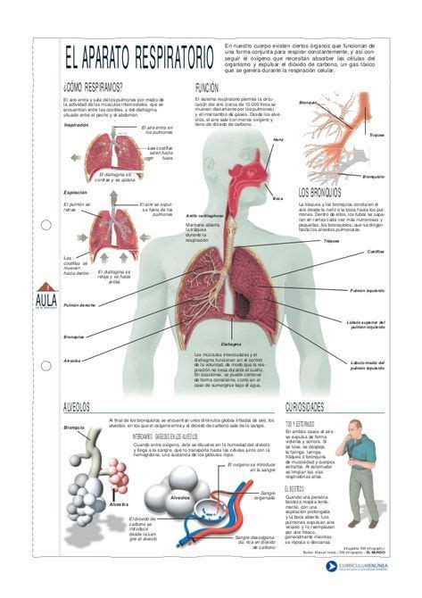 El Aparato Respiratorio O Sistema Respiratorio Es El Conjunto De