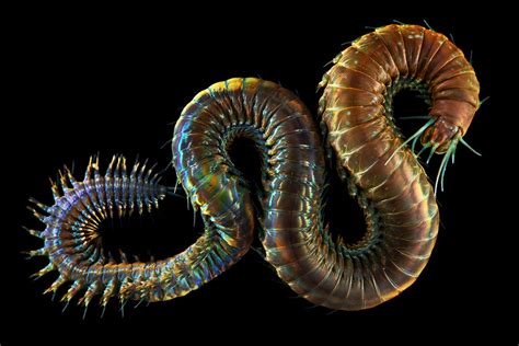 Science Visualized • The Nereid Worm Alitta Virens Photography By