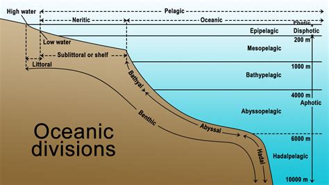 Understanding The Ocean Ecosystem Science Struck