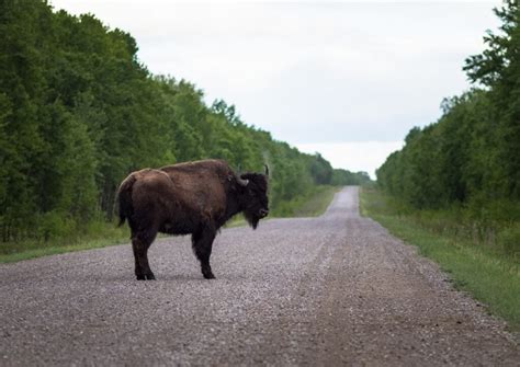 The total straight line flight distance from buffalo, ny to toronto, canada is 59 miles. Can Canada preserve Wood Buffalo National Park's UNESCO ...