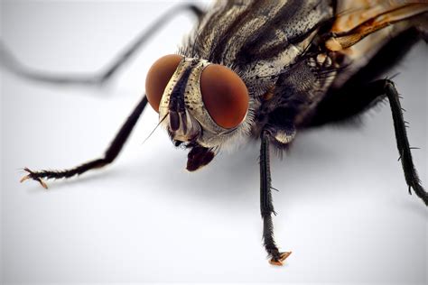 Housefly Wallpapers Wallpaper Cave